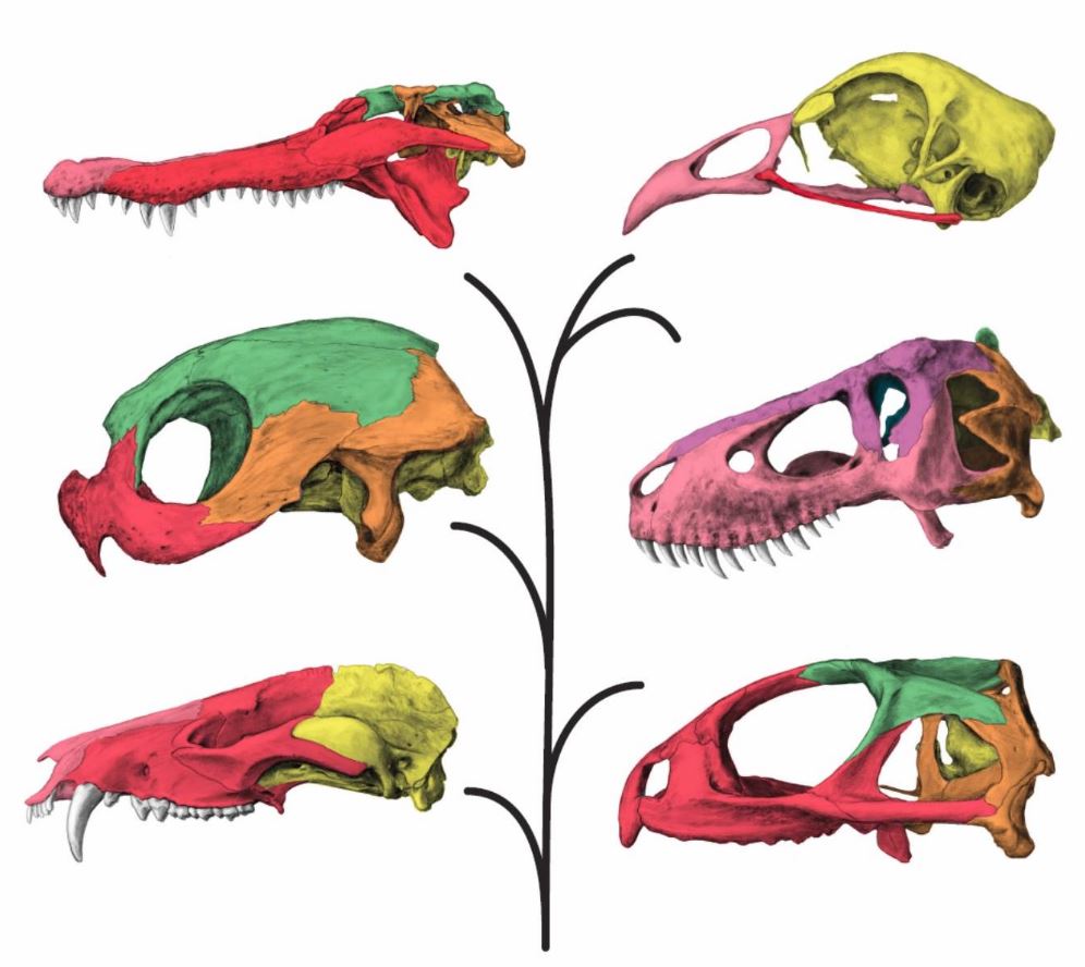 More Like Modules: T. Rex Had A Flexible Skull