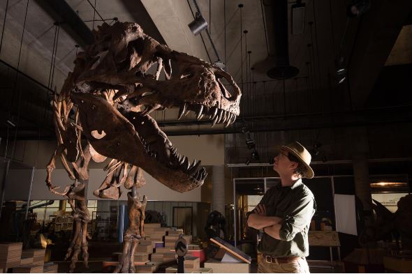 Newest Largest T. Rex Weighs In At 20,000 Pounds