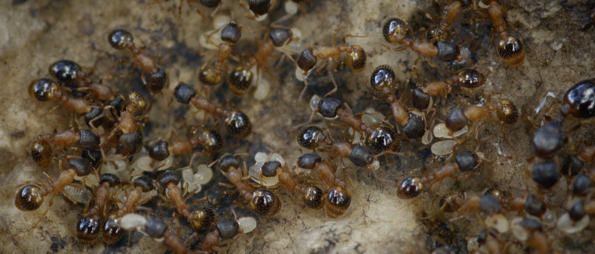 No Random Walk: Ants Meander Systematically