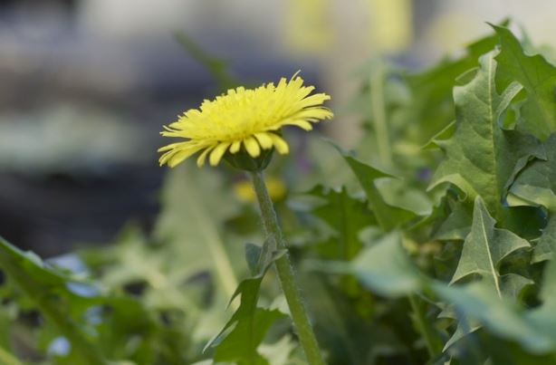 A Rubber Producing Dandelion May Mean A Solution To Deforestation Problems In Asia