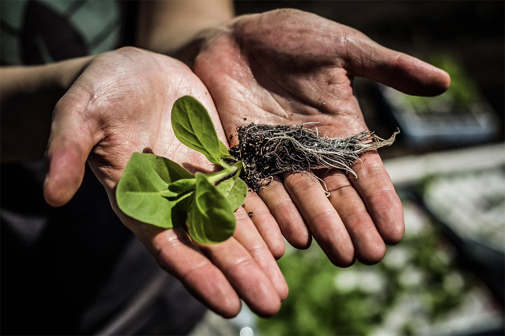 By Fixing Nature's Gap In Photosynthesis, Crops Could Get An Additional 40% Boost