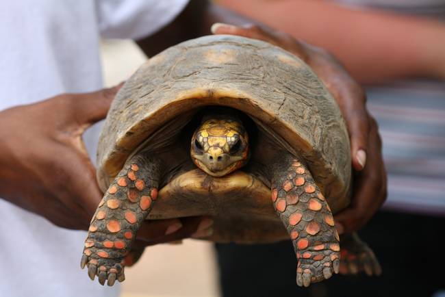 Resilient: Tortoise Missing Since 1982 Found When Family Cleans House