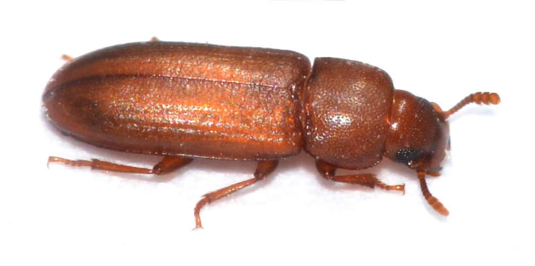 The red flour beetle, Tribolium castaneum.