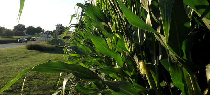 Turning Corn Cobs Into Car Fuel