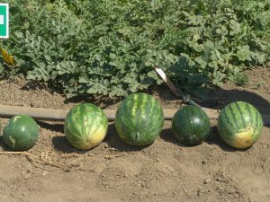 Just a few of the watermelons (cousins of the cucumber) showing different characteristics.