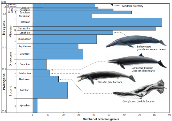 Whale Evolution Chart