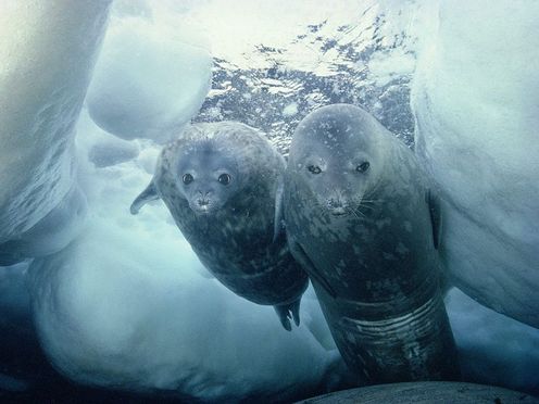 Why Is Antarctic Sea Ice Getting Thicker?