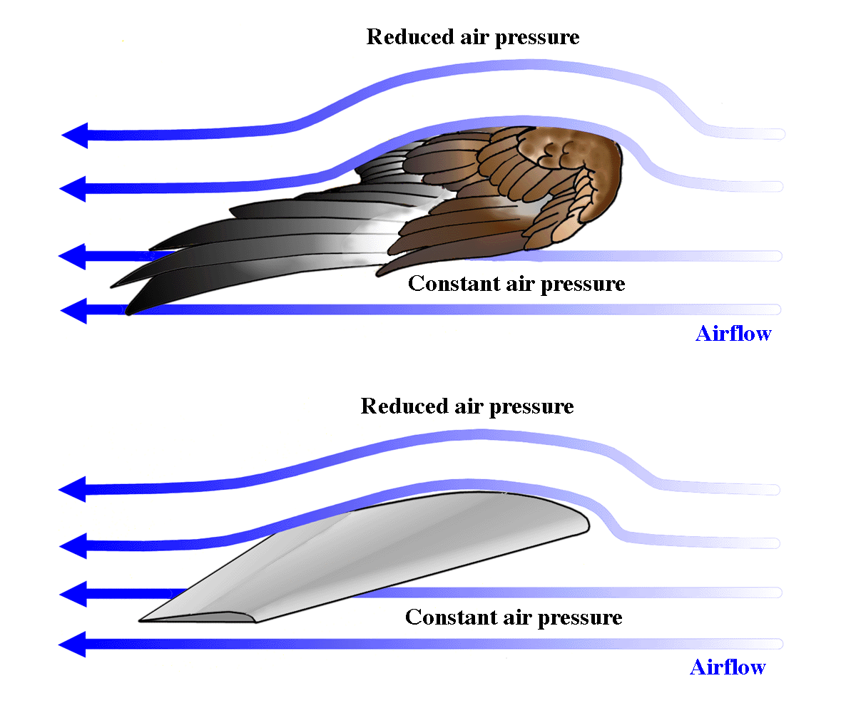 Airflow over bird and aircraft wings