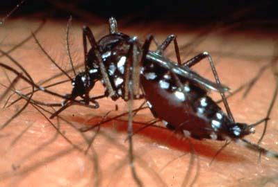 Dengue Fever And Mosquito Aedes Aegypti