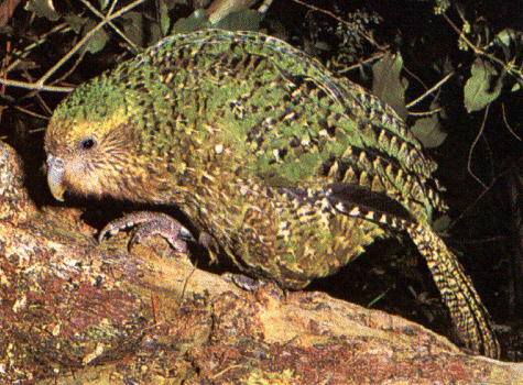 Saving The Kakapo From Extinction