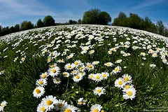 Daisyworld, by Nic Launceford on Flickr Daisyworld, by Nic Launceford on Flickr