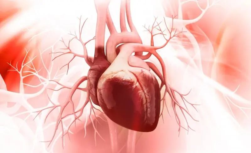 heart heart