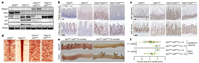 /files/images/mouse_antioxidant_cancer.jpg /files/images/mouse_antioxidant_cancer.jpg