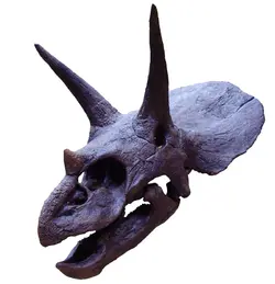 Triceratops skull Triceratops skull