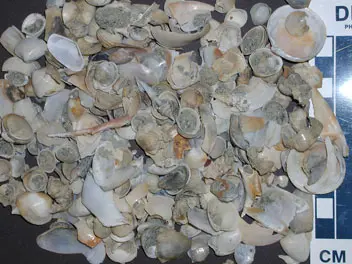 bivalves molluscs bivalves molluscs