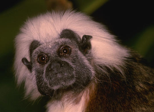 Alfredo Aranda's picture