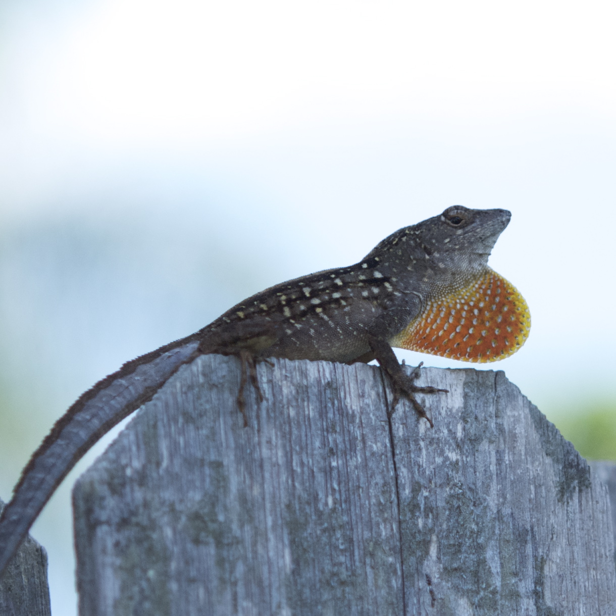 Edwin Homan's picture