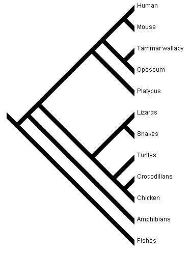 Platypus Sex Chromosomes And Basal-Equals-Primitive