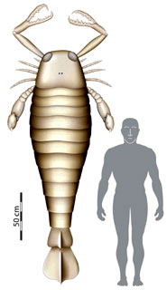 Tinggi Eurypterid