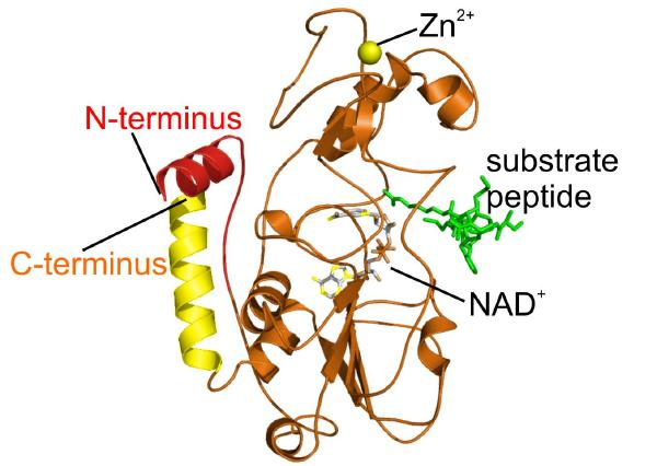 Sirtuins - Why Starving Cells Prevents Aging