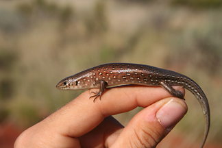 Australian Skinks And Why Some Species Are More Diverse Than Others