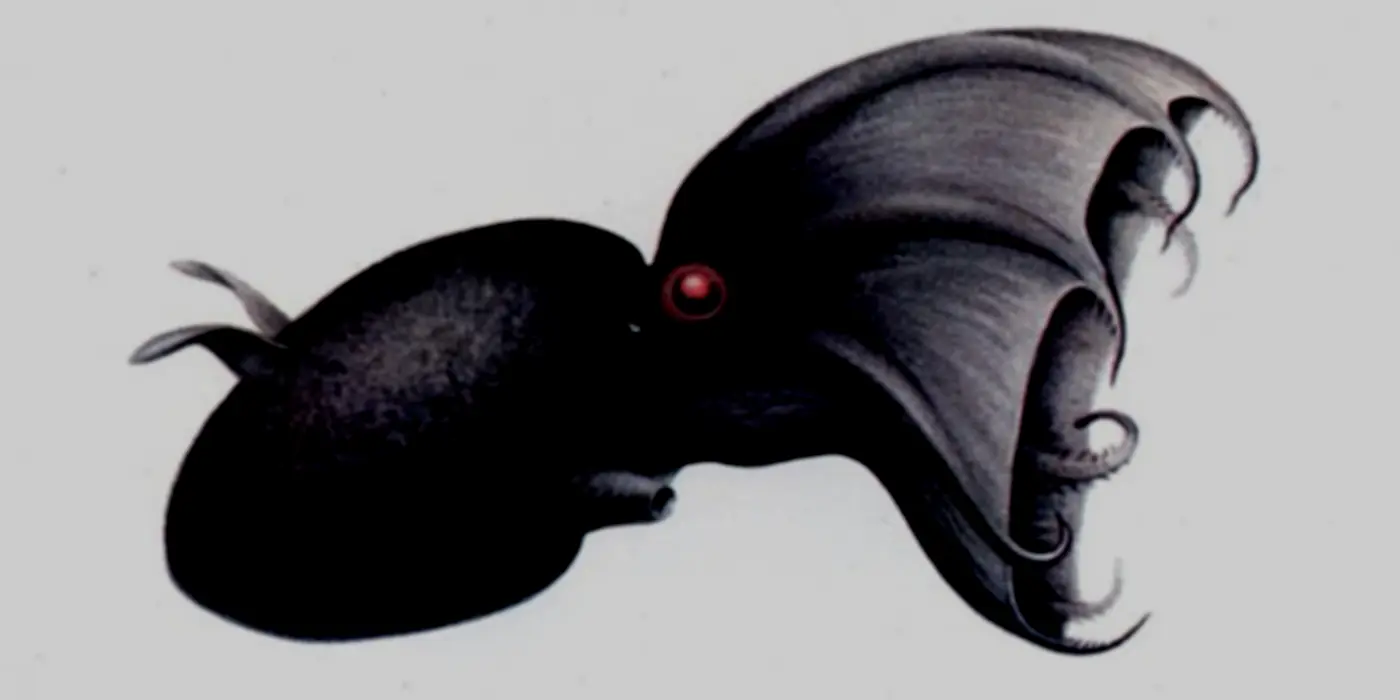 Vampire Squid And The Evolution Of Cephalopod Sex