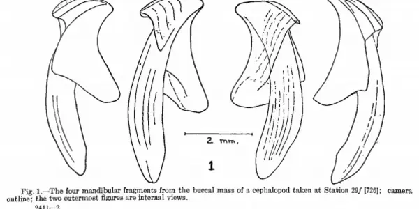 Mystery Of The Squid Beaks