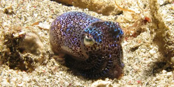 ICAD 2012: Top Ten Cephalopod Stories From The Last Year