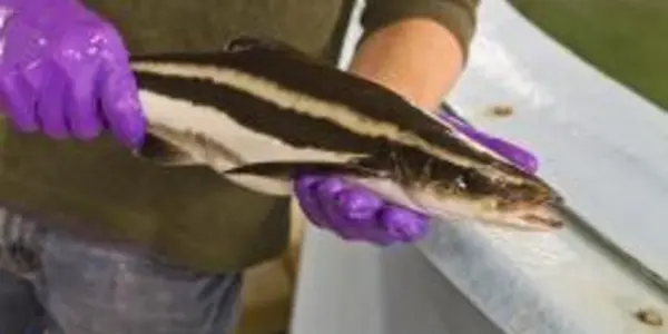 Frankenfish - Researchers Warp Carnivorous Cobia Into Vegetarians
