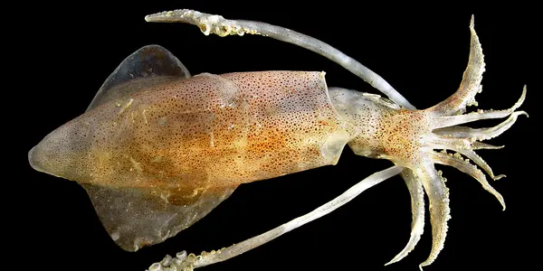 Slow Fishing For Squid In The Adriatic