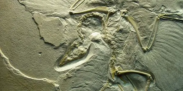 Farewell, Archaeopteryx