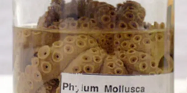 Eminent Squid Scientist Retires