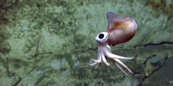 Squid Lady Parts