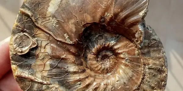 Featured Image