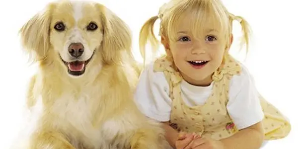 Corgis And Noise, Retrievers And Surfaces - How You Can Reduce Fearfulness In Your Dog