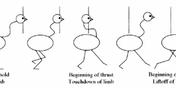 Head Bobbing In Birds - The Science