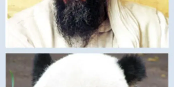 If Osama Bin Laden Was A Panda, We Could Find Him With Satellites