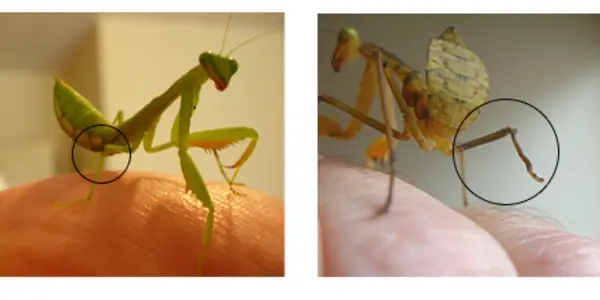 Regeneration - It's All Fun And Games Even If Someone Loses A Limb