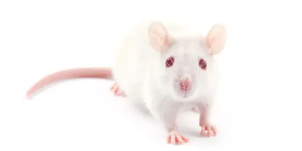 Edit Out Cancer: CRISPR Knocks Out Lcn2 Oncogene, Halts Progression Of Triple-negative Breast Cancer In Mice
