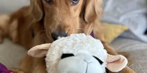 Why Dogs Get Addicted To Their Lamb Chop Toy
