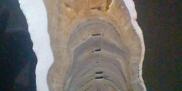 Global Climatic Event Leads To New Geologic Time Scale, The Late Holocene Meghalayan Age