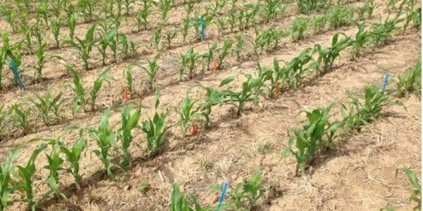 Cover Crops Enhance Soil Quality - At A Cost