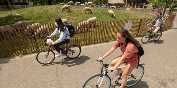 Sheep Are Expensive Lawn Mowers - But Maybe Cheap Mental Health