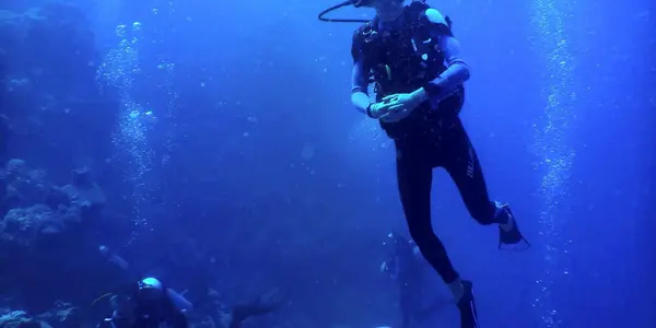 Environmental Scientists Need Better Emotional Support, Argue Marine Biologists