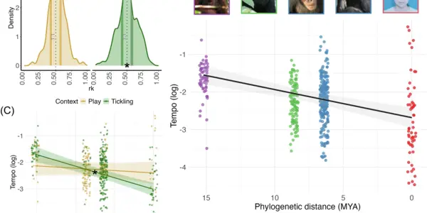 evolution_of_temporal_patterns_of_laughter_in_hominids