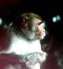 Mouse n monkey vet