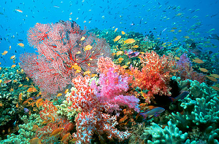 Coral Reefs: Most Vulnerable To The Effects Of Climate Change