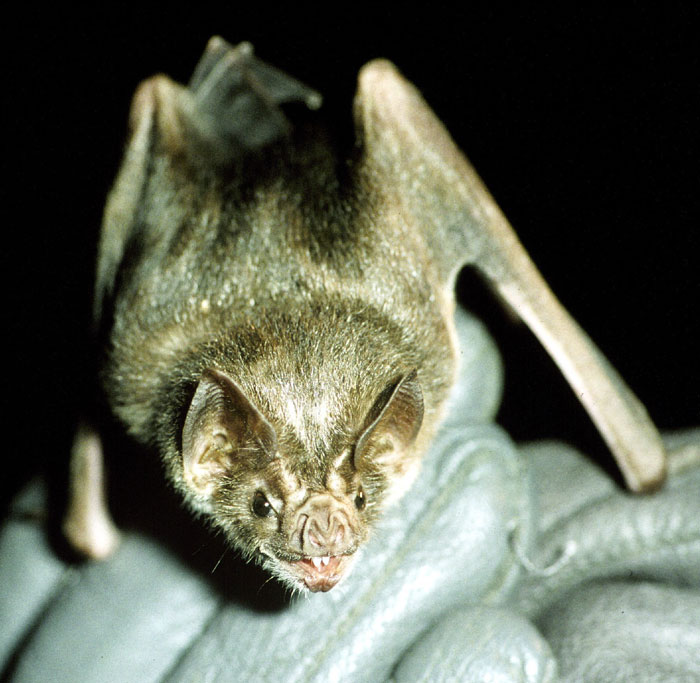 The Ecology Of Vampire Bats - And Why They Switched From Rainforest Mammals To Cattle