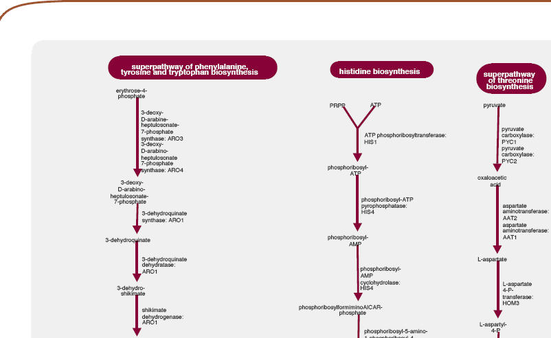 Biochemical Pathways Wall Chart Download