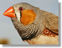 Australian Zebra Finch